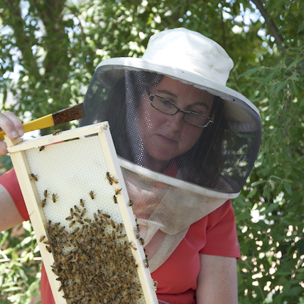 Debbie Delaney works with a bee box.