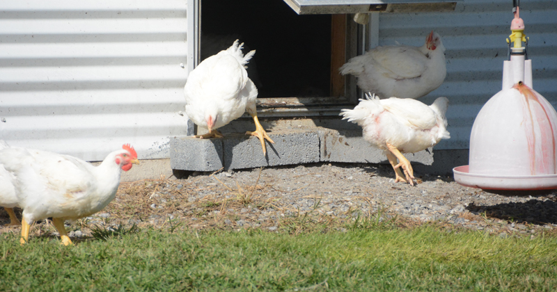 Chickens coming out of a coop