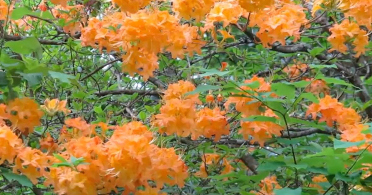 Orange flowers in spring