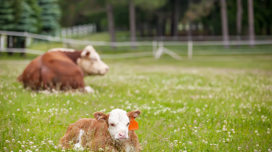 Photo of cows laying in a pasture of grass and clover.