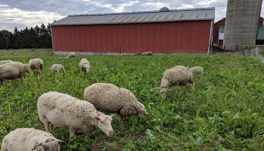 Photo of sheep grazing by a farm.