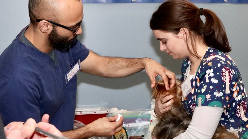 Our pre-vet students were part of a pet clinic as part of a One Health program. Photography by Lauren Bradford