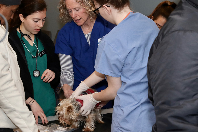 Professor teaching students how to care for a puppy.