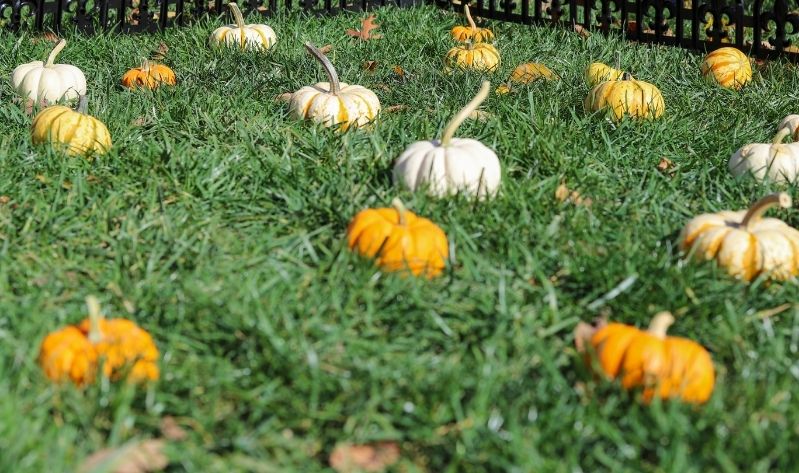 Orange and white pumpkins in grass