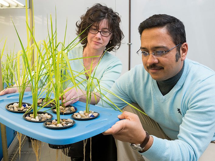 Drs. Harsh Bias & Janine Sherrier work together with bacteria resistant rice plants at the Greenhouse. 