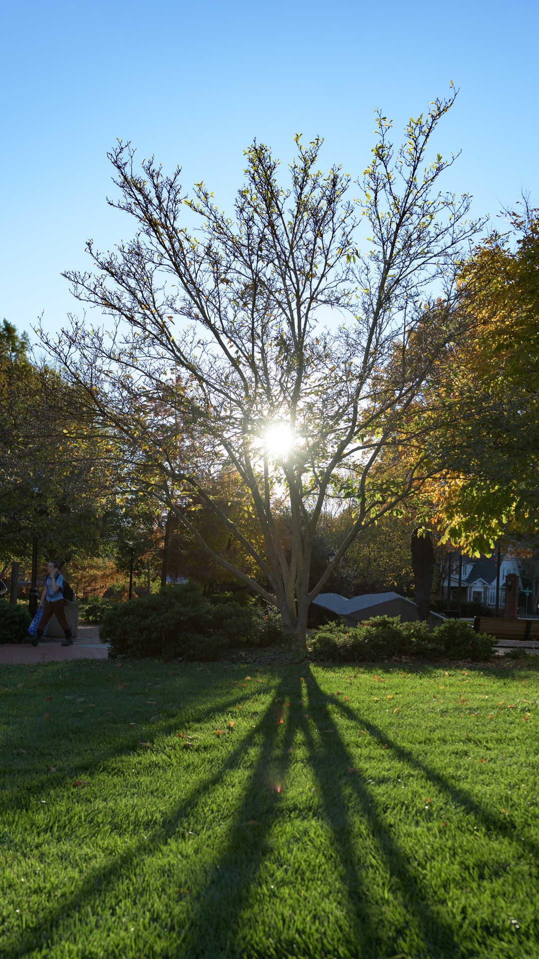 Campus-Fall-111021 Sun behind a tree casting shade on The Green
