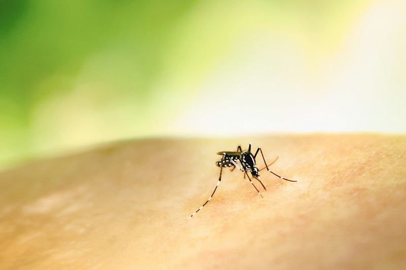 close-up of mosquito on skin