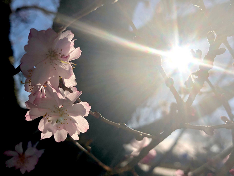 Photograph of pink flowers on a branch