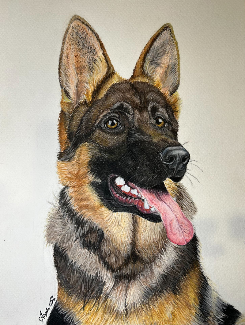 Portrait of a German Shepherd drawn using pastels and pastel pencils