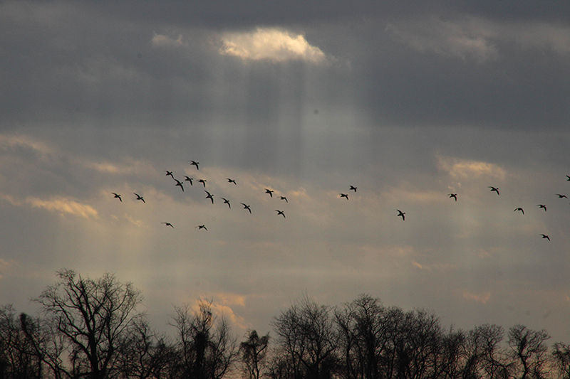 A flock of geese flying above the treeline during a cloudy day. Colorful sun rays peek out from behind the clouds