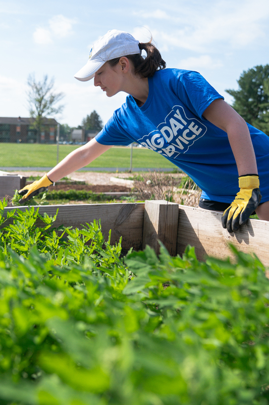 Student plants in a raised garden bed