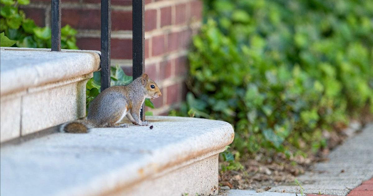 Squirrel sits on campus steps