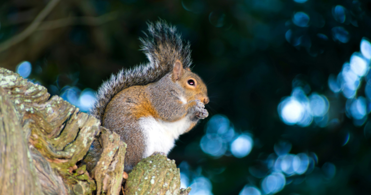Squirrel sits on tree branch