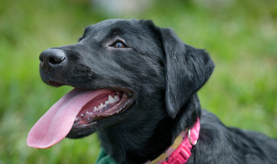 Therapy dog at a Wellbeing event