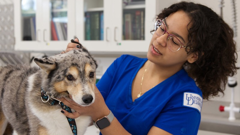 a pre-vet student checks the ear of a small collie-type dog.