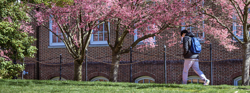 a student wearing a backpack walks on the South Green beside a row of cherry blossom trees in bloom