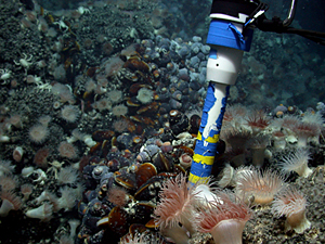 CEOE researchers explore life deep below the ocean surface