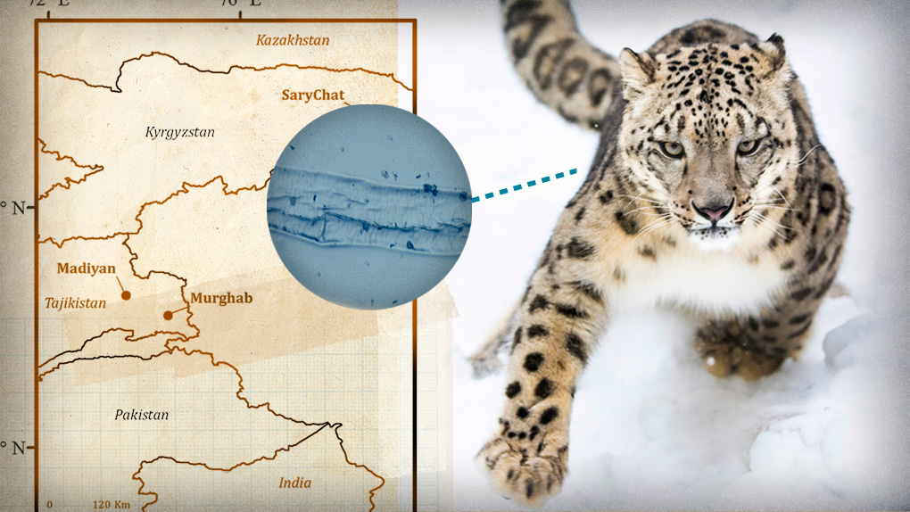 Snow leopard research