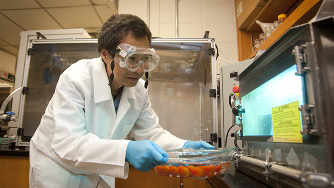 Animal food science Dr. Chen UV light oven research at canr lab