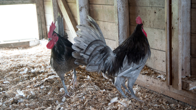 082817 Blue Hens, actual birds, in pen The new blue hens that were recently donated to the UD flock. Photo by Wenbo Fan, NOT Doug Baker