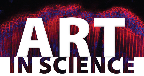 Art in Science