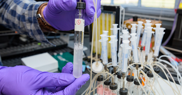 Test tubs in lab as researchers look at the evolution of E. coli