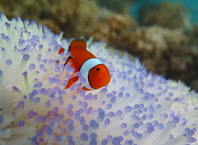 http://www.udel.edu/udaily/2016/may/clownfish-vulnerable-bleaching-052516/