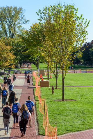 New Elm trees planted on the North Central Green on the University of Delaware main campus. Replacing trees which were removed during maintenance work on the service lines beneath the ground, the selection of Elms refers back to the original 