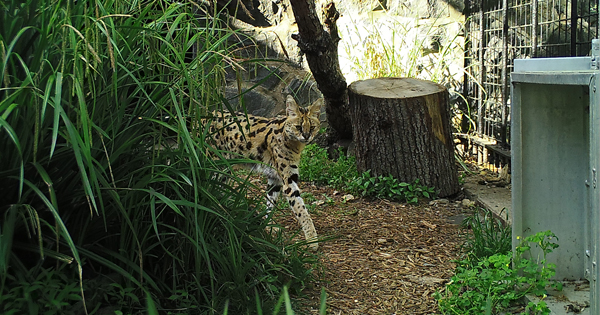 Wild animal at Brandywine Zoo