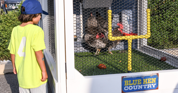 University of Delaware Athletics is proud to partner with the College of Agriculture and Natural Resources to bring live Blue Hens to our athletic events. Introducing the Delaware Birdgade – a proud troop of Blue Hens whose personality and stories pay tribute to the Fightin’ Blue Hens Revolutionary War background. 
The Roost  INSERT SHOT 
A trailer, designed by Dan Hougentogler, research associate in the Department of Animal and Food Sciences (ANFS), has been constructed to house the Hens for the pre-game activities and is equipped with a mock up football field and goal posts, as well as fans to keep the birds cool.

The live Blue Hens were named as a part of a public naming contest in Fall 2017. The University of Delaware Engineering Professor Jack Puleo and his wife Liles submitted the winning names selected by a robust search committee comprised of representatives across campus. 

