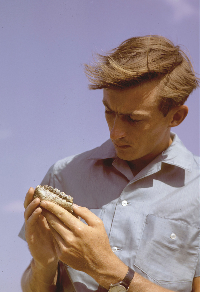 Richard Leakey, seen in this 1968 photo, and his expedition team spent years uncovering and examining fossils discovered in Africa. Here, he holds a jaw bone with several teeth intact.