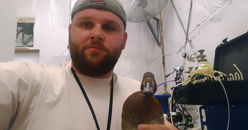 UD graduate student Jake McPherson is studying energy expenditures of ducks.