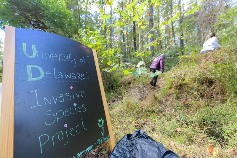 McKay Jenkins's ENGL230 "Introduction to Environmental Literature" class heads outdoors to White Clay Creek State Park to participate in invasive plant eradication. - (Evan Krape / University of Delaware)