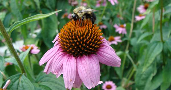 Bumble bee on a flower for story on Master Gardeners