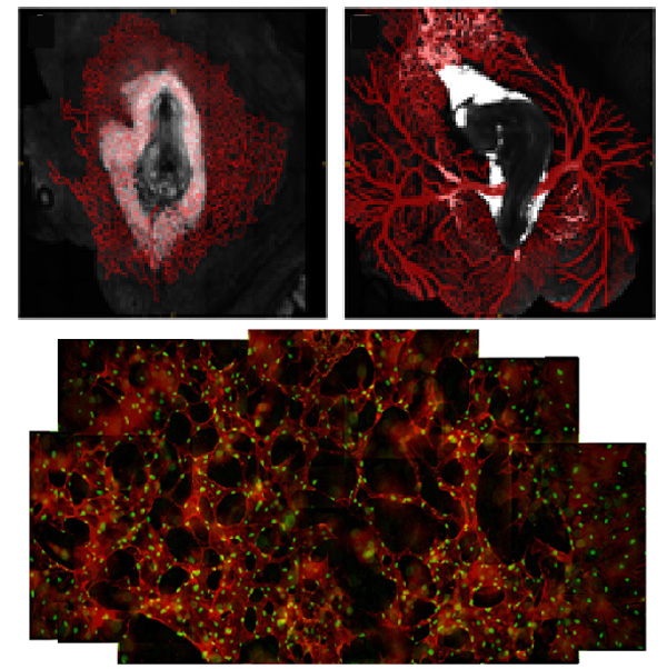 Jason Gleghorn, one of the UD Research Foundation awards, is studying how to get tissue to self-assemble its own vascular system, which would be a big advantage for skin graft patients and others who have had tissue loss and damage.