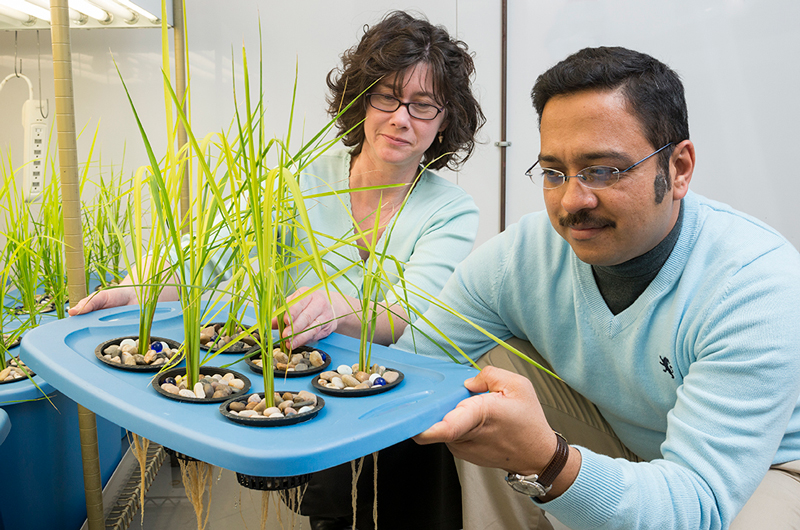 Harsh Bias & Janine Sherrier - Rice Plants Janine Sherrier (left), professor of plant and soil sciences, and colleague Harsh Bais, associate professor of plant and soil sciences at UD