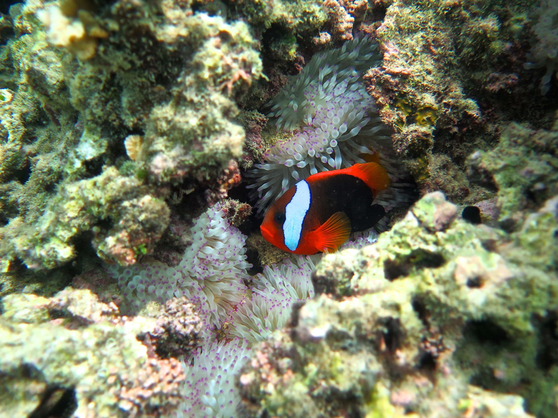 http://www.udel.edu/udaily/2016/may/clownfish-vulnerable-bleaching-052516/