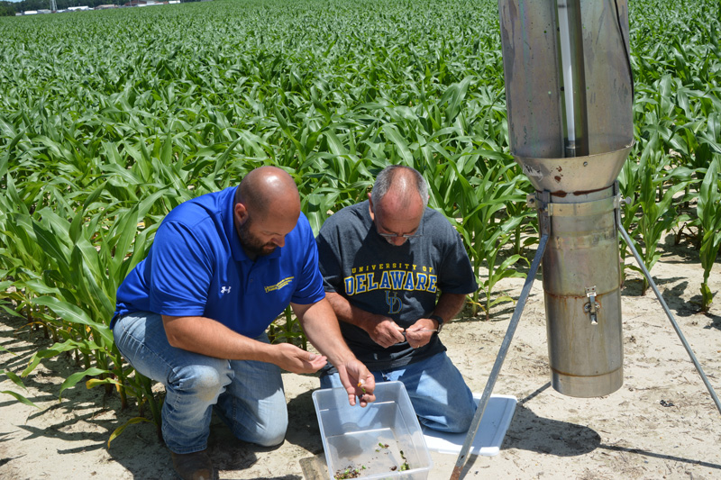 Bill Cissel and Dick Monaco empty and examine insects captured by the black light trap over a three-day period.