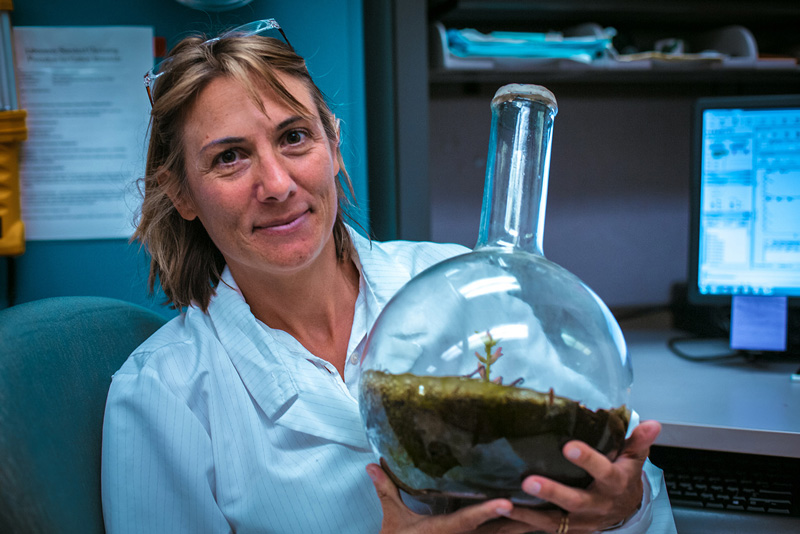 Hope Jahren is the recipient of three Fulbright Awards and is one of four scientists, and the only woman, to have been awarded both of the Young Investigator Medals given within the Earth Sciences.