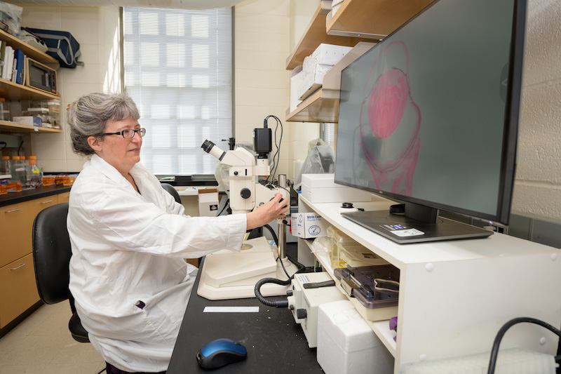 Melinda Duncan, professor of Biological Science, with her research team in their Wolf Hall lab. Their work focuses on the vertebrate lens and the pathogenesis of cataracts. - (Evan Krape / University of Delaware)