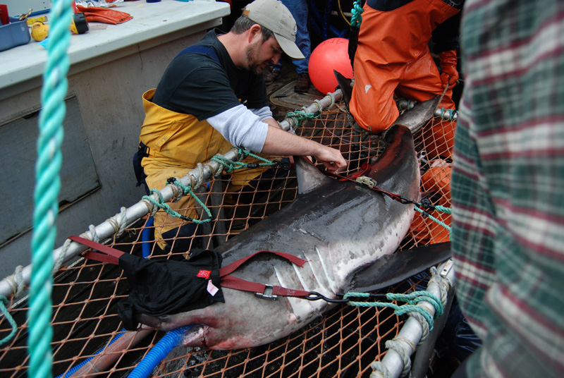 Aaron Carlisle tags a salmon shark to determine where it travels.