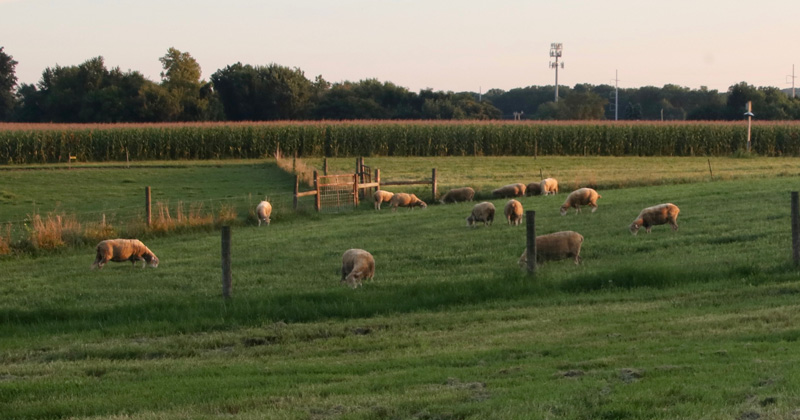 Sheep on a farm to illustrate story on USDA regional program UD manages