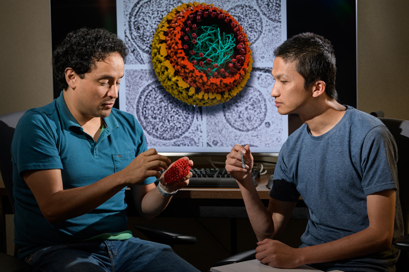 UD Professor Juan Perilla (left) and doctoral student Chaoyi Xu examine the structure of the HIV virus, using both a physical and a computer-generated model.