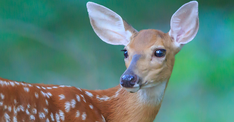 UD Prof. Jake Bowman learned early that many people in Delaware were unaware of the deer population in the state.