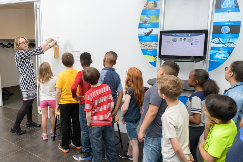 COE-Kloxin-DE_Natural_History_Museum_Exhibit-040919 April Kloxin, Assistant professor of Chemical and Biomolecular Engineering and of Materials Science, worked with several of her students to create an interactive display for the Delaware Museum of Natural History about “Mimicking Nature” about the ways scientists can learn from and mimic structures and processes they observe in nature. Now on the second generation design, the display feature hands-on activities and a video with examples of UD biomimicry research and ties into other exhibits in the museum with placards added to existing exhibits showing examples of bio-inspired design. - (Evan Krape / University of Delaware)
The kiosk was supported by the National Science Foundation through a NSF CAREER Award from the Biomaterials Program in the Division of Materials Research (DMR-1253906)