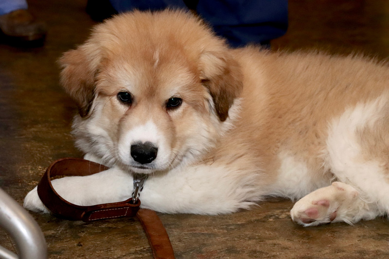 Our pre-vet students were part of a pet clinic as part of a One Health program. Photography by Lauren Bradford