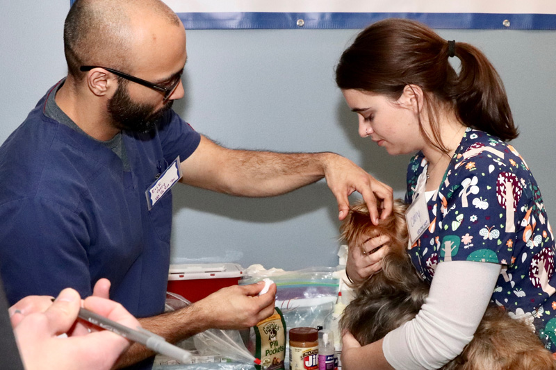 Our pre-vet students were part of a pet clinic as part of a One Health program. Photography by Lauren Bradford