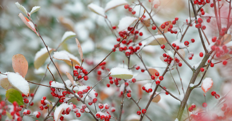 Winter on campus