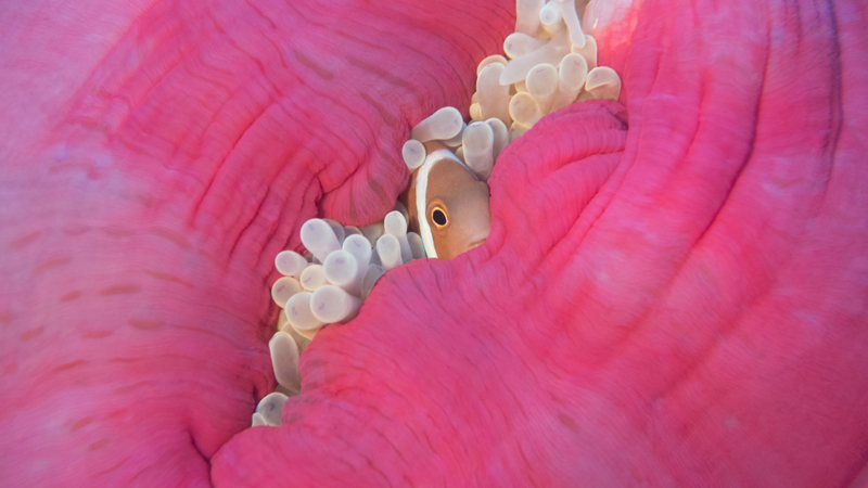 Tucked In This photo was taken during a research mission to the Chagos Archipelago with the Khaled bin Sultan Living Oceans Foundation. On this particular dive, we came across a mystical garden of hundreds of colourful anemone all clustered on a reef slope at 25m. Most of the anemones were wide open swaying in the current, but this individual was almost completely closed up. Being so deep, quite late in the day and not having strobes, I pulled out a Sola light from my BCD pocket. After a few practice shots on a nearby anemone (Sola light in one hand and camera with the other) I swam up to photograph this clownfish peering out from his comfortable and stylish looking home.