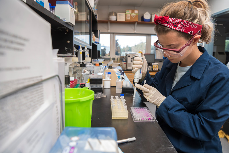 Gretchen Johnson, College of Earth, Ocean & Environment is a summer researcher stuyding the regulation of an enzyme in a harmful algal bloom species under Professor Kathy Coyne’s mentorship. 